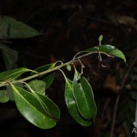Nyssaceae